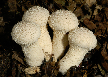 Flaschenstäubling (Lycoperdon perlatum) - © Heinz Prelicz